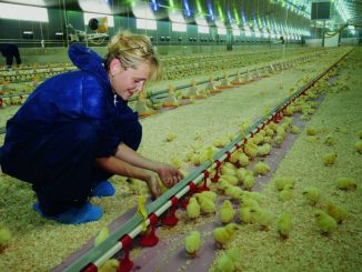 Die Hühnerfarm wurde komplett digitalisiert (c) Lugitsch