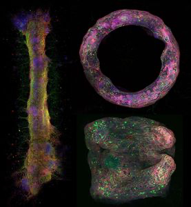 US-Wissenschaftler wollen mit ihrem neuen Ansatz die Erforschung des Gehirns voranbringen und erforschen damit auch die Grundlagen für Biocomputer.