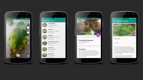 Mit der App Plantix von Peat sollen sich Pflanzenkrankheiten und Schädlingsbefall schnell und einfach per Foto erkennen lassen. (c) Peat